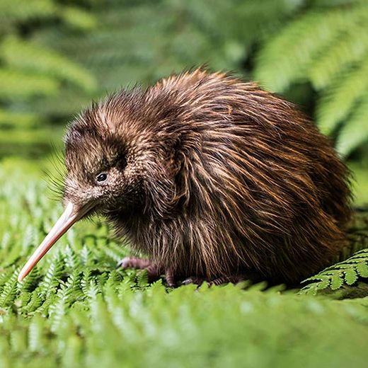 Kiwi Hatchery