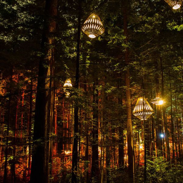 Redwood Forest 3 1