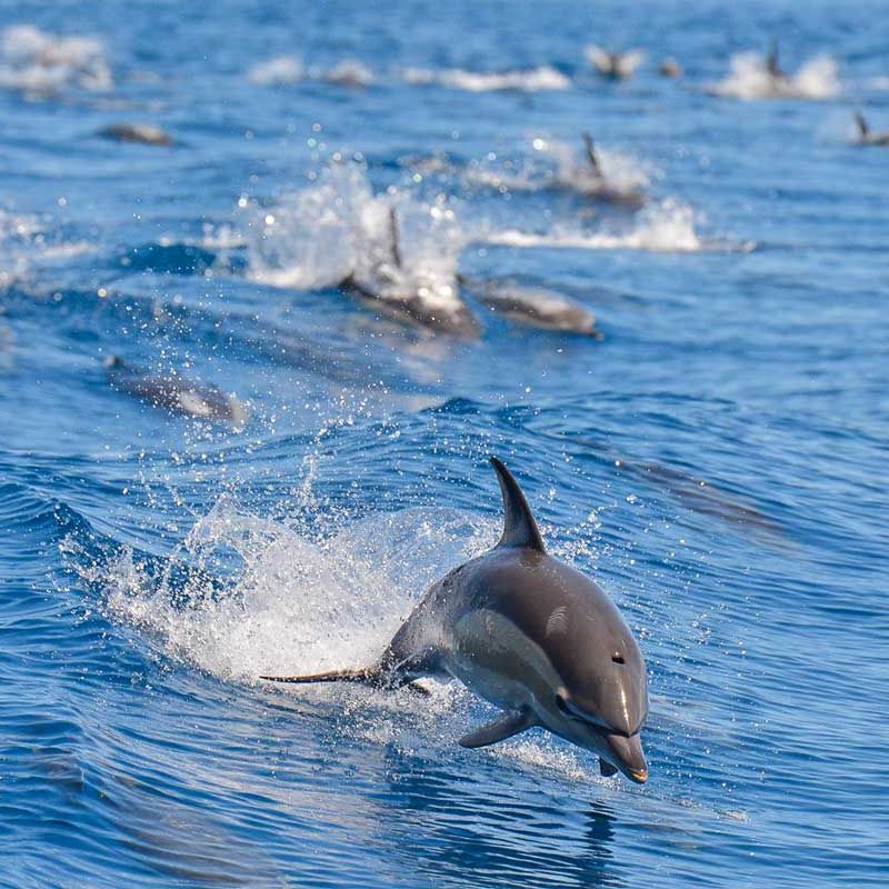 dolphin whale watch